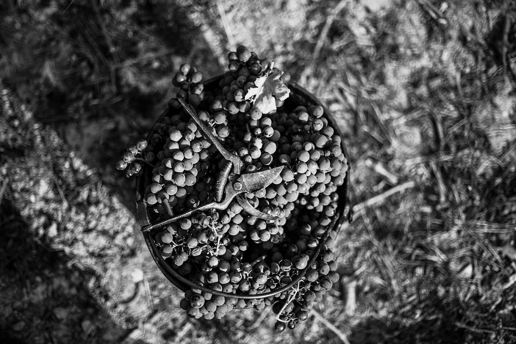 Vineyards Photography