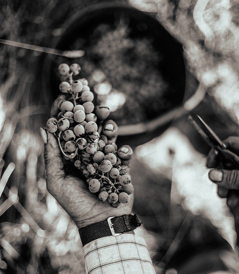 Vineyards Photography