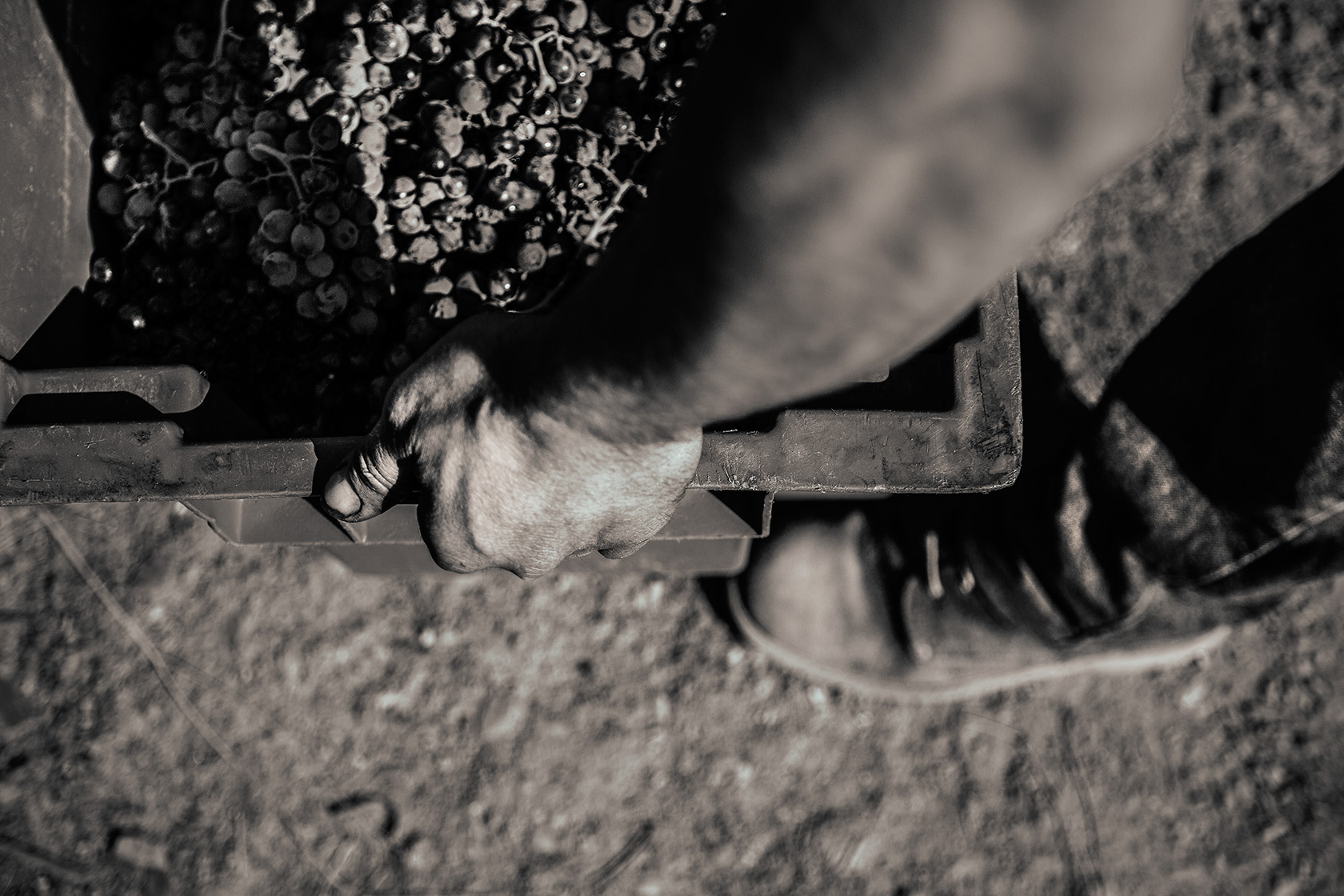 Vineyards Photography