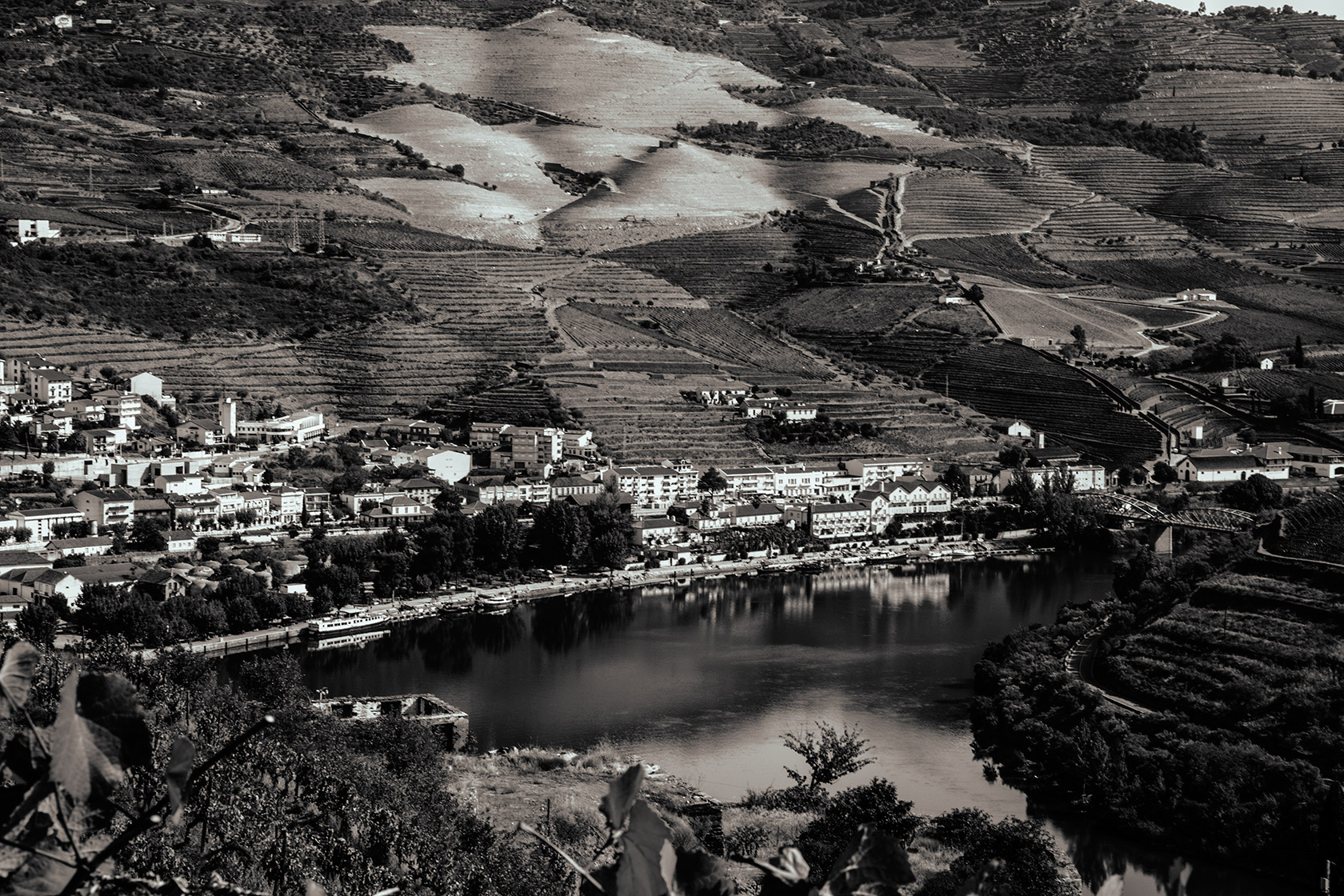 Vineyards Photography