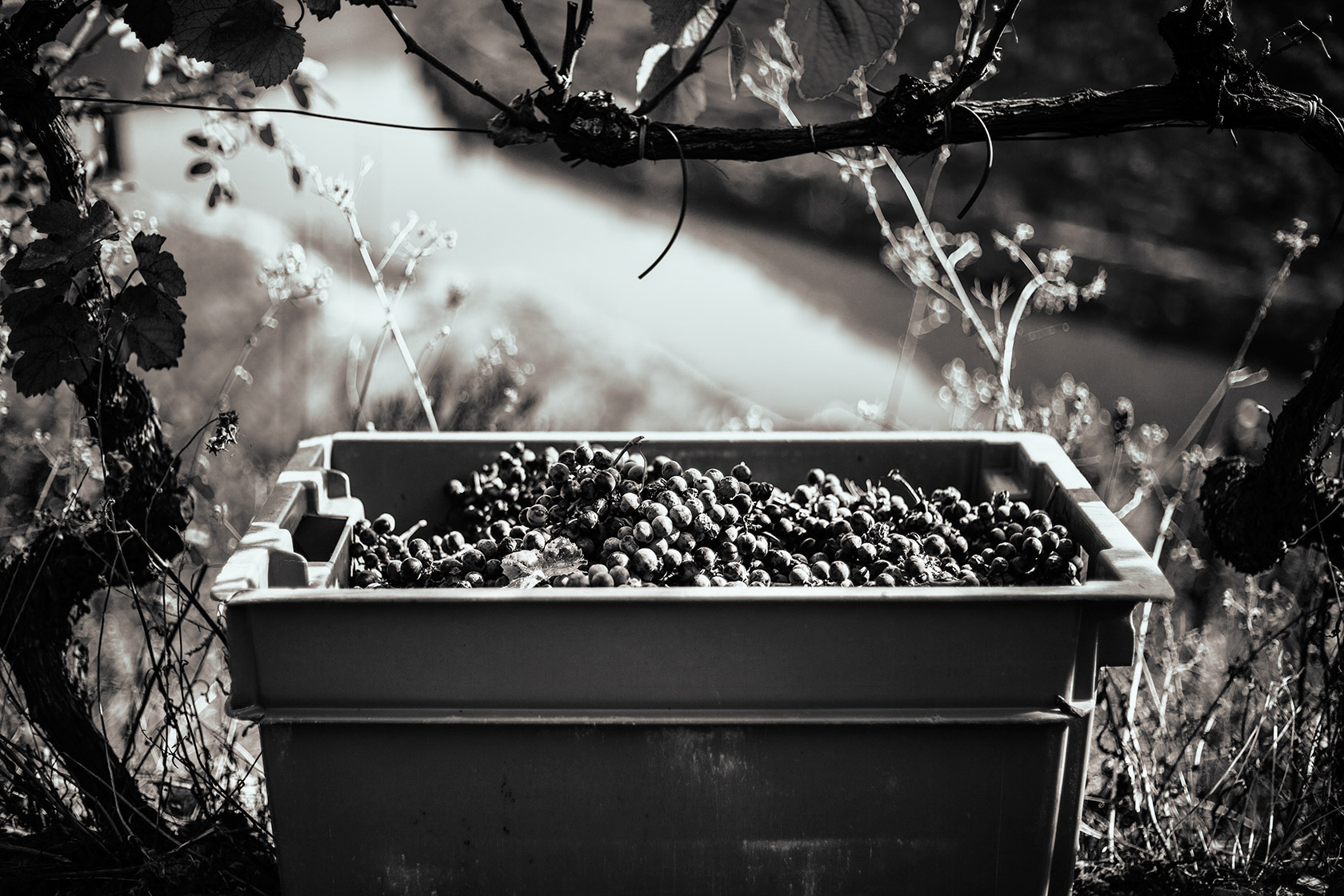 Vineyards Photography