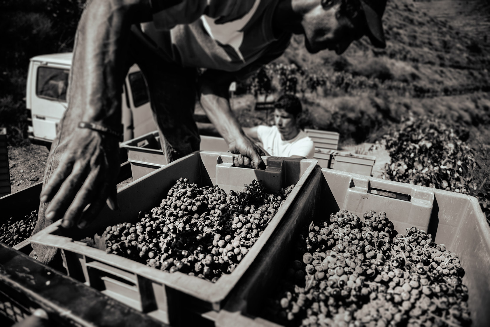 Vineyards Photography