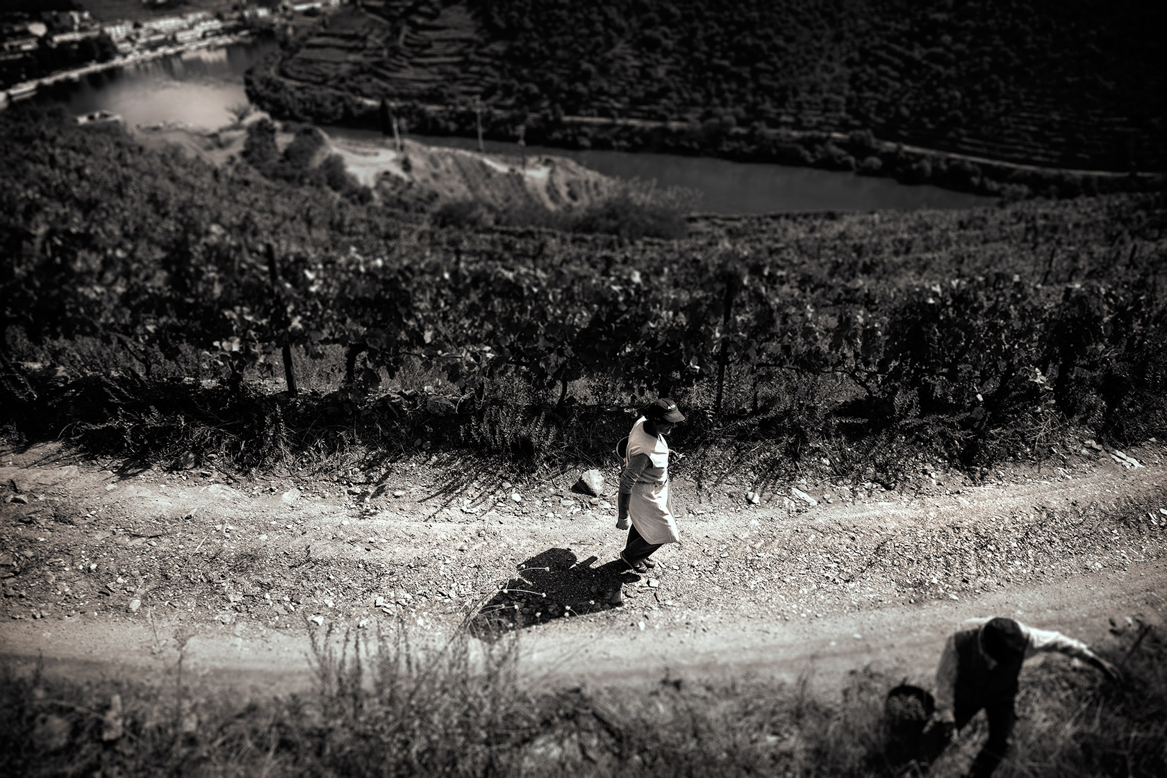 Vineyards Photography