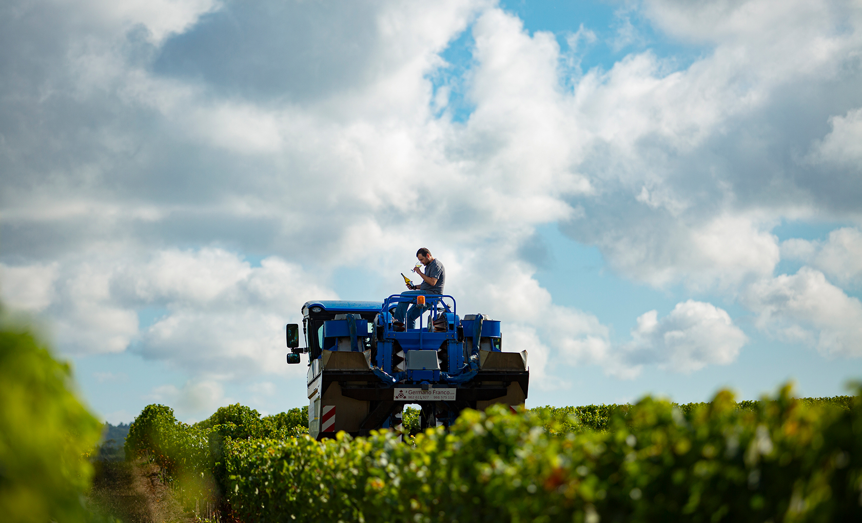Adega Mãe Atlantic Wines